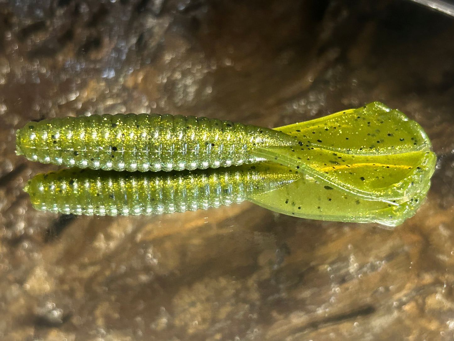Golden Bass