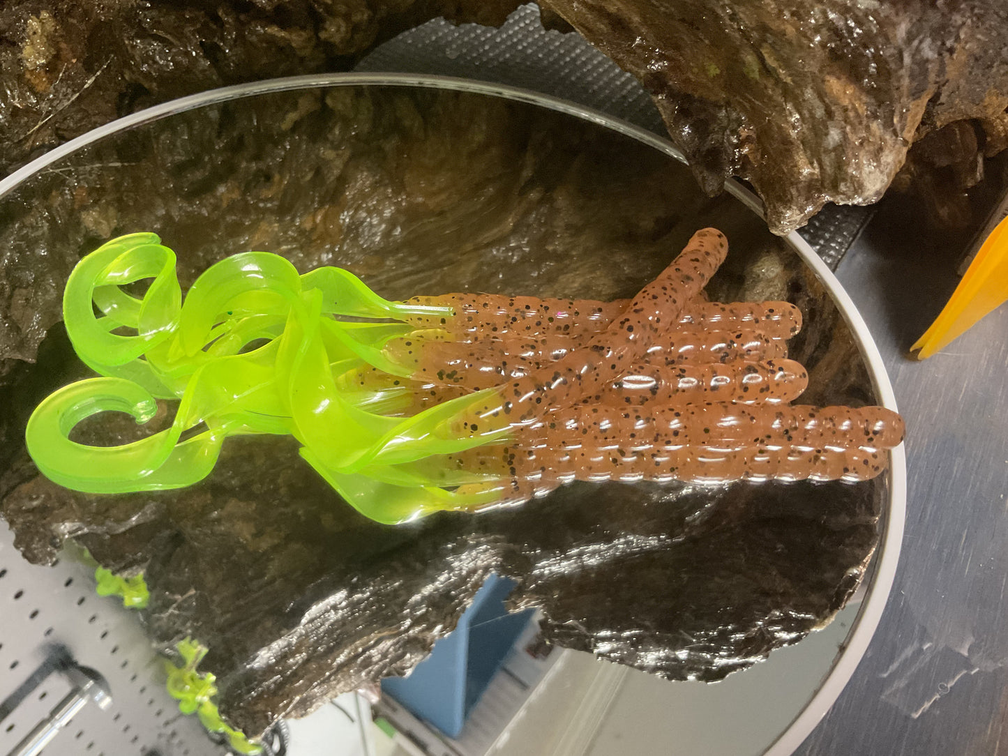 Pumpkin Seed - Chartreuse Tail