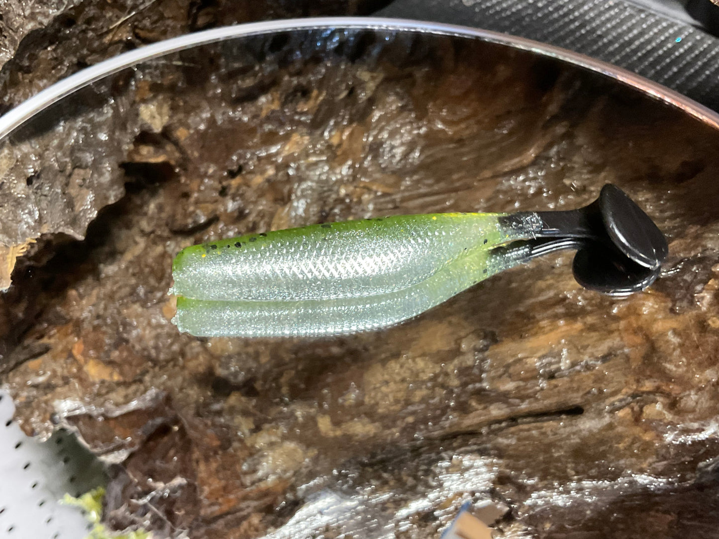Baby Bass