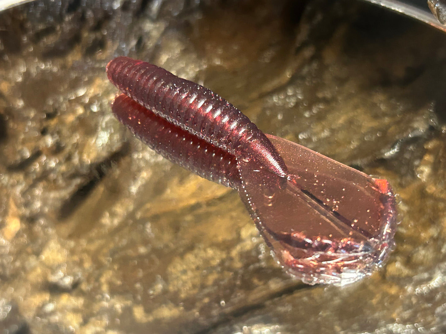 Chupucabra