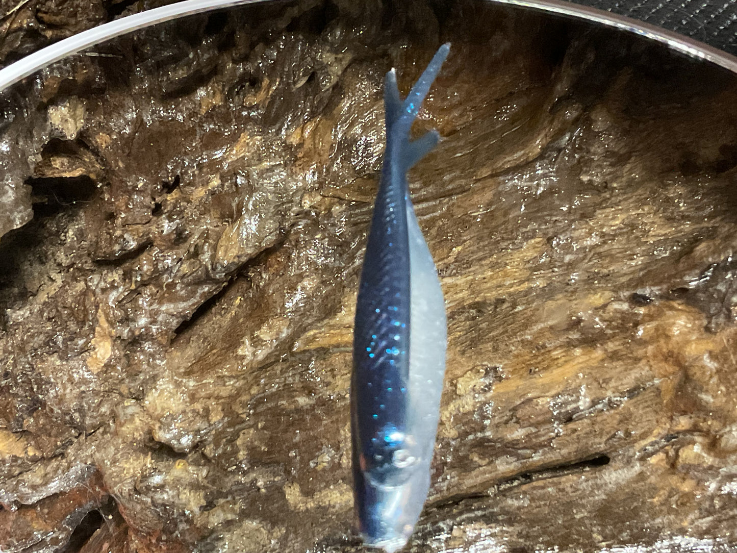 Blue Haze Shad