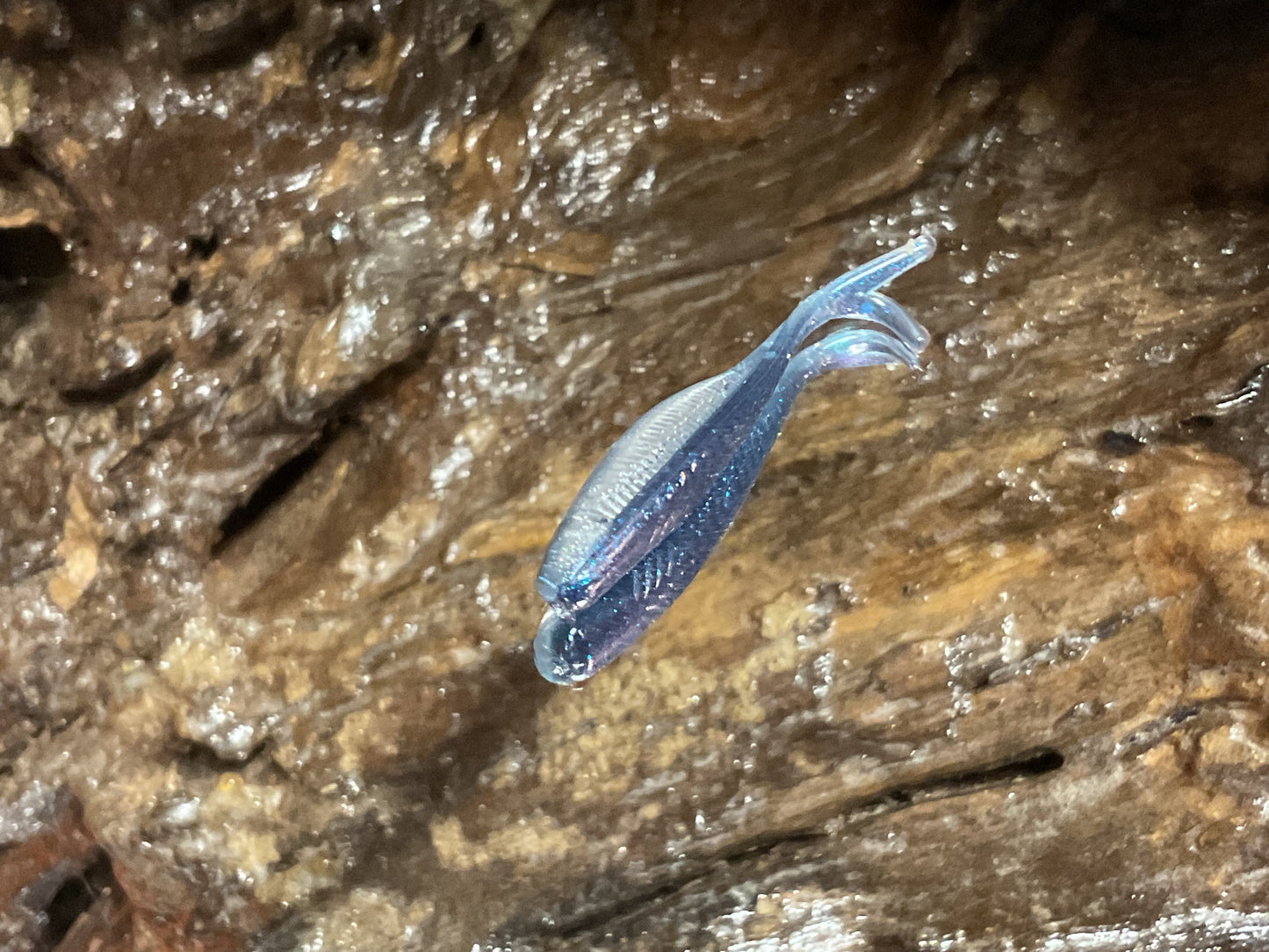 Blue Haze Shad