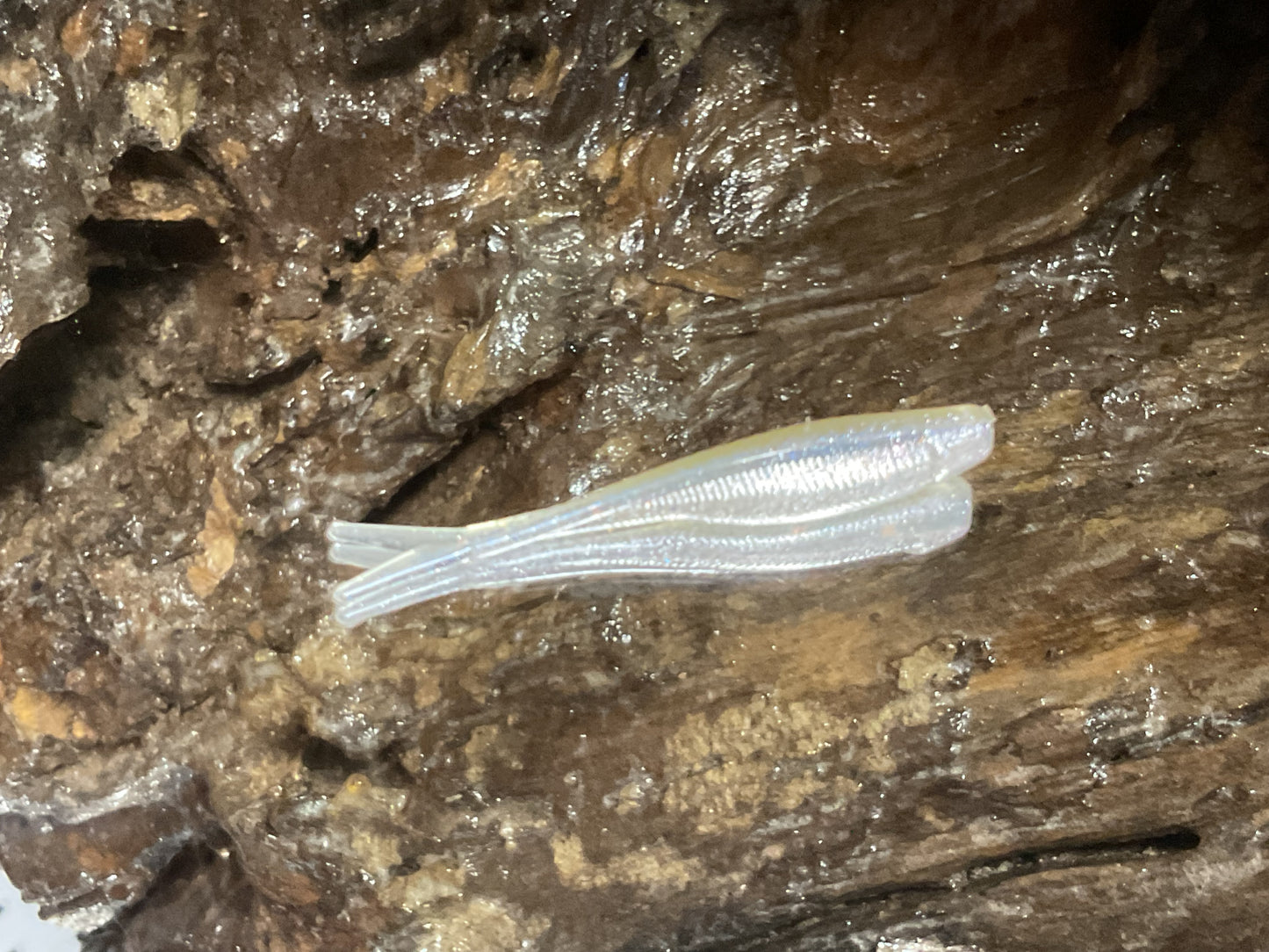 Cal Threadfin Shad