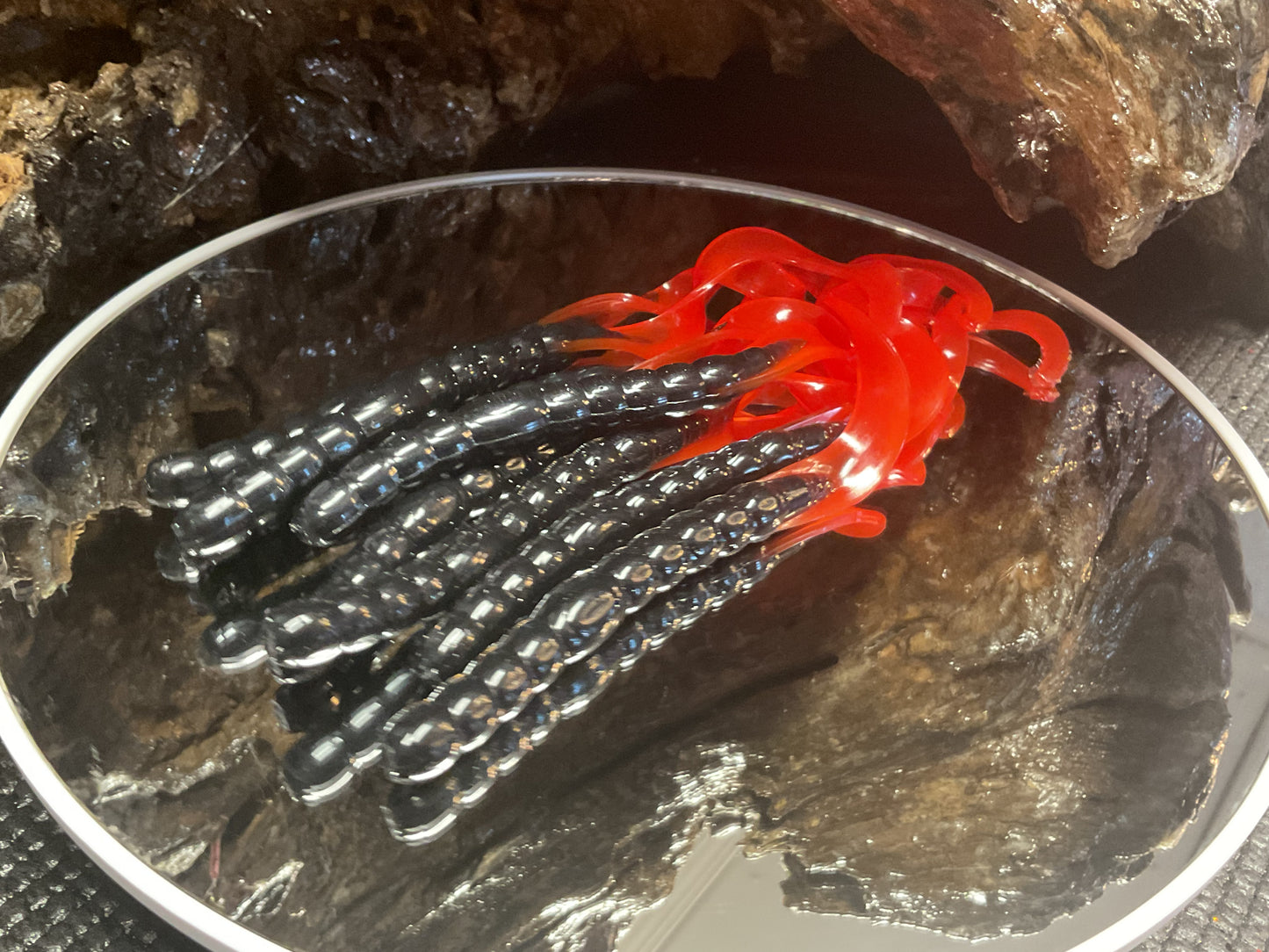 Black - Red Tail