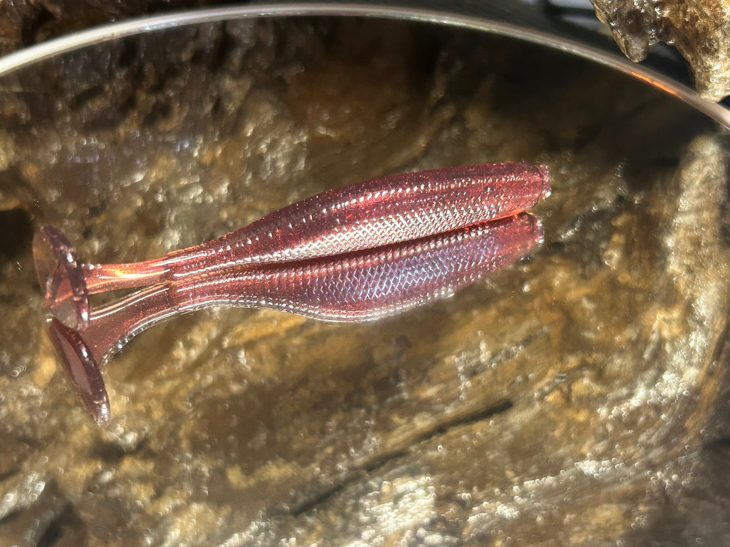 Chupucabra
