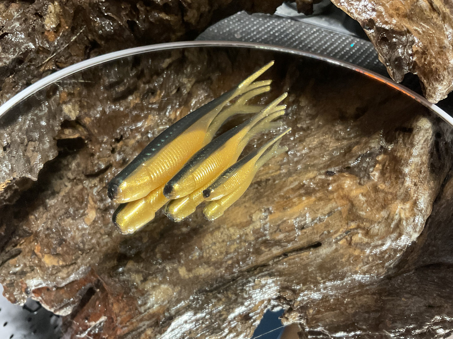 Emerald Gold Shad