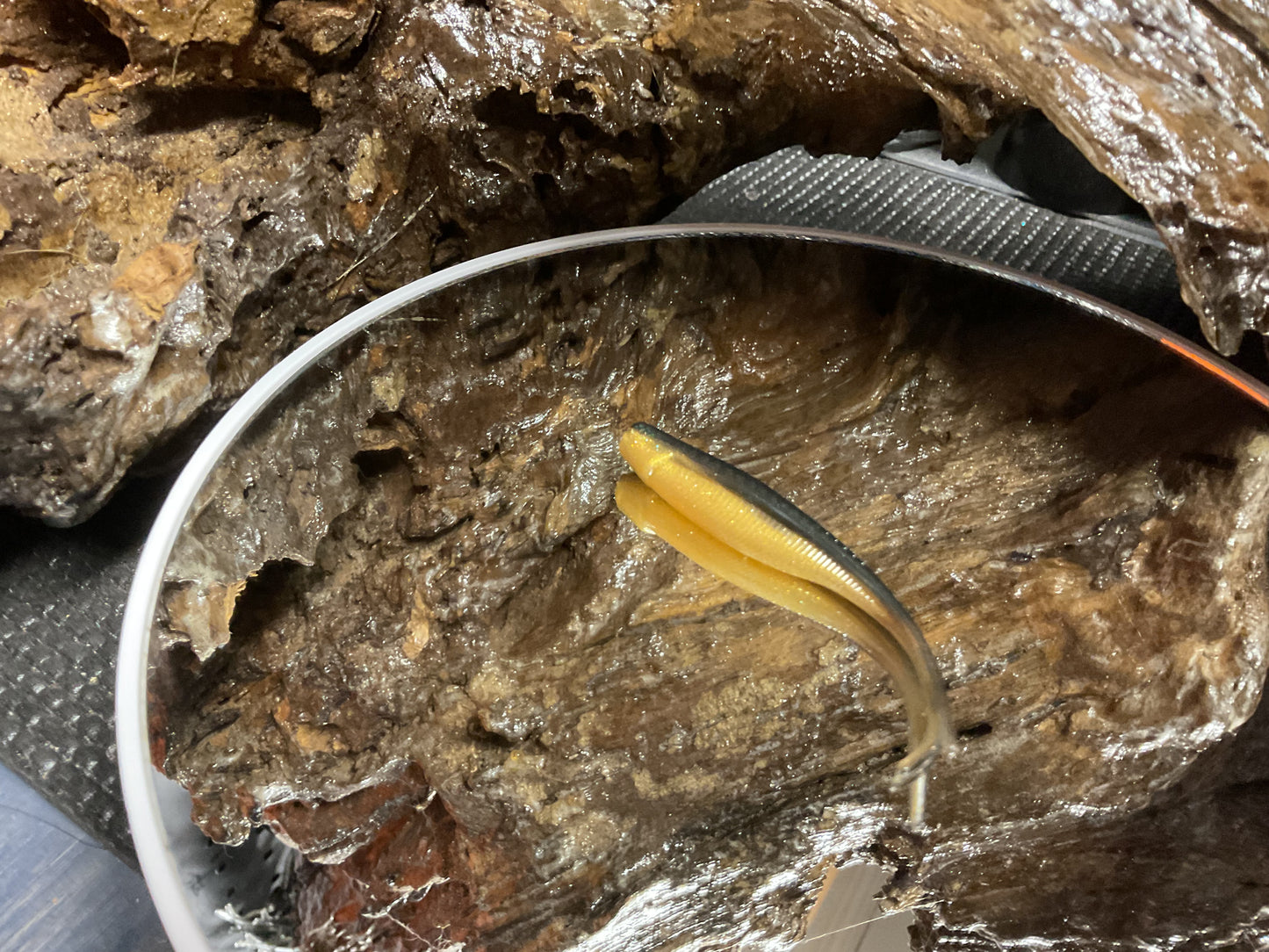 Emerald Gold Shad