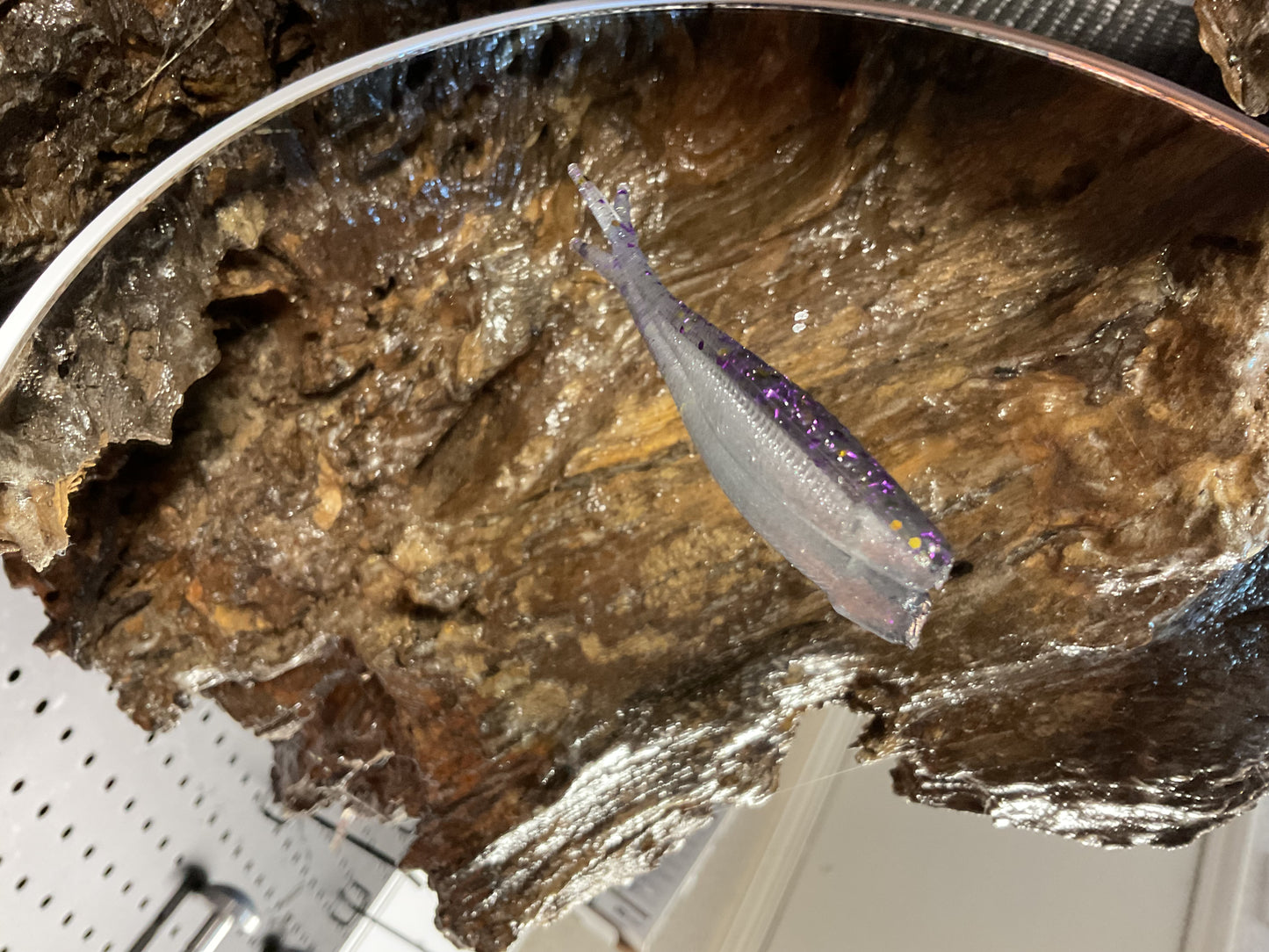 Gizzard Shad Tracers