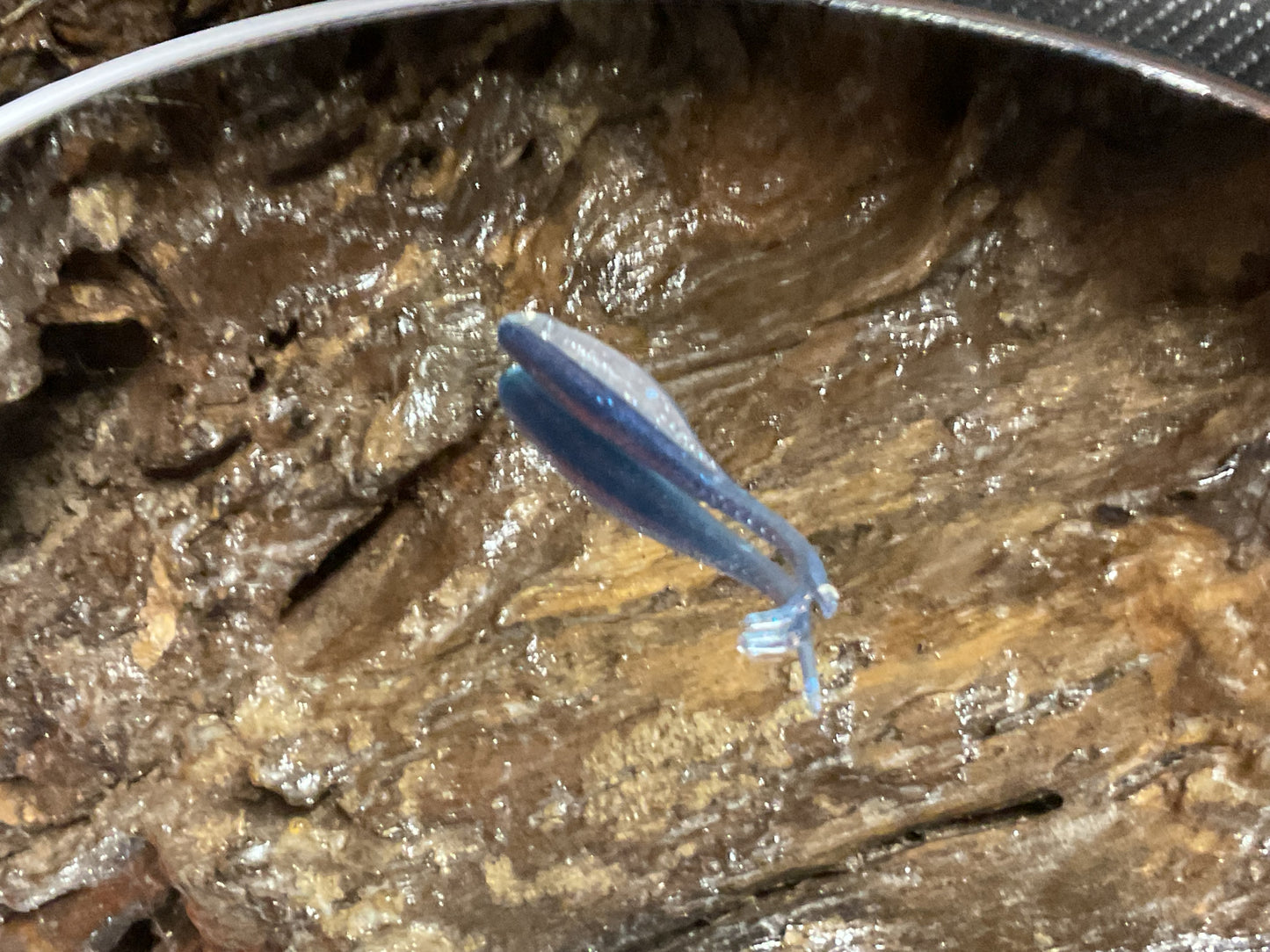Blue Haze Shad