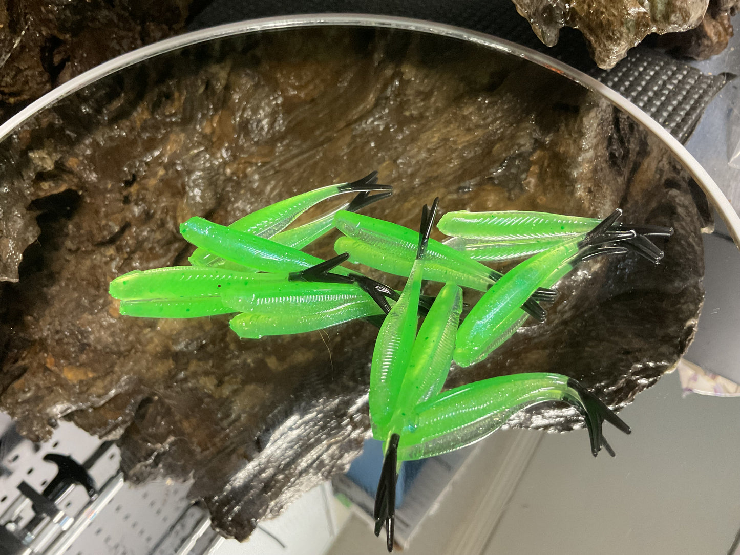 Alien Shine / Black Tail
