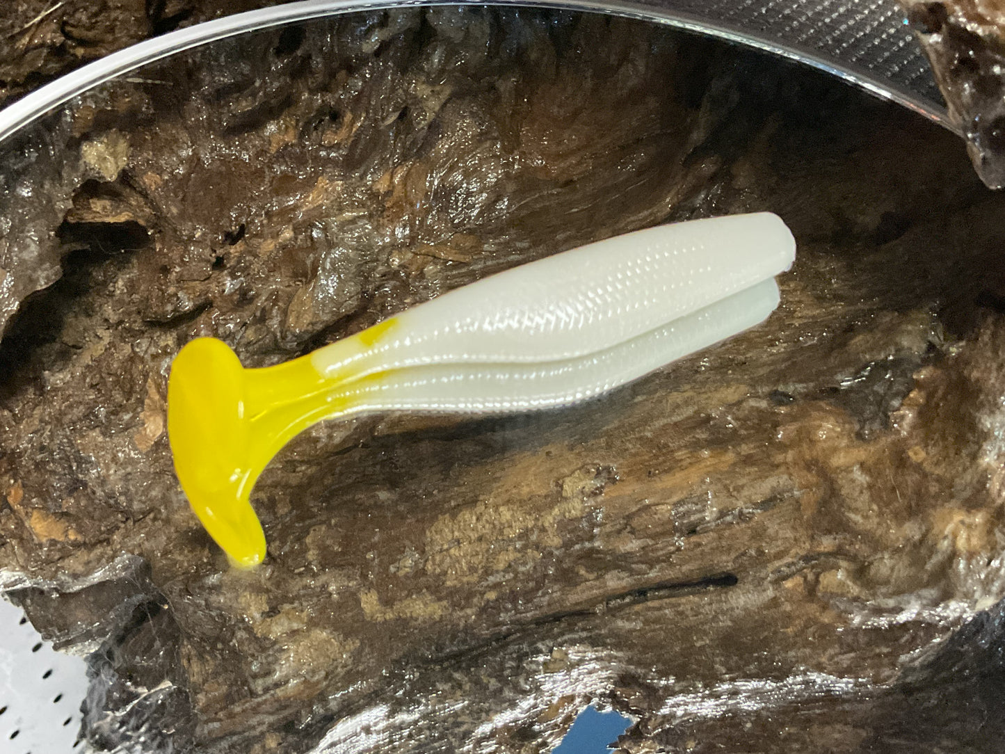 White / Yellow Tail
