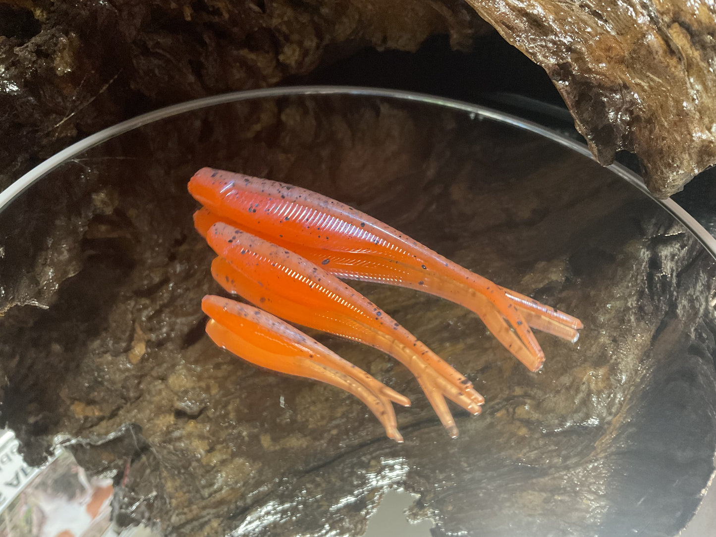 Monkey Creamsicle