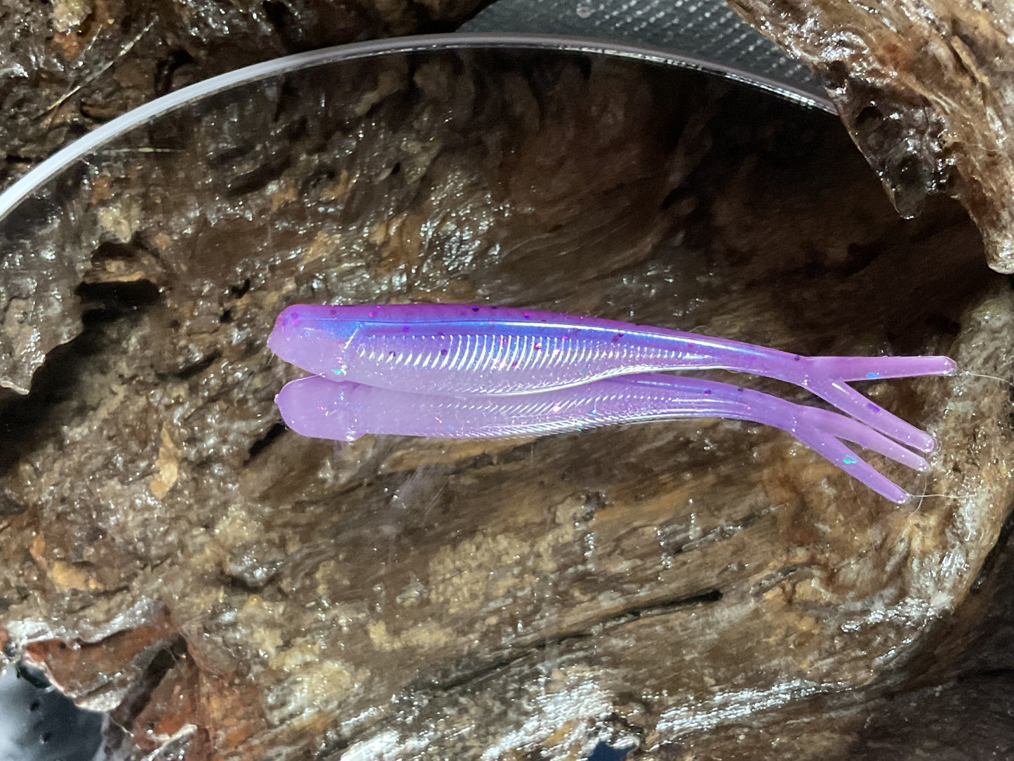 Aztec Shad