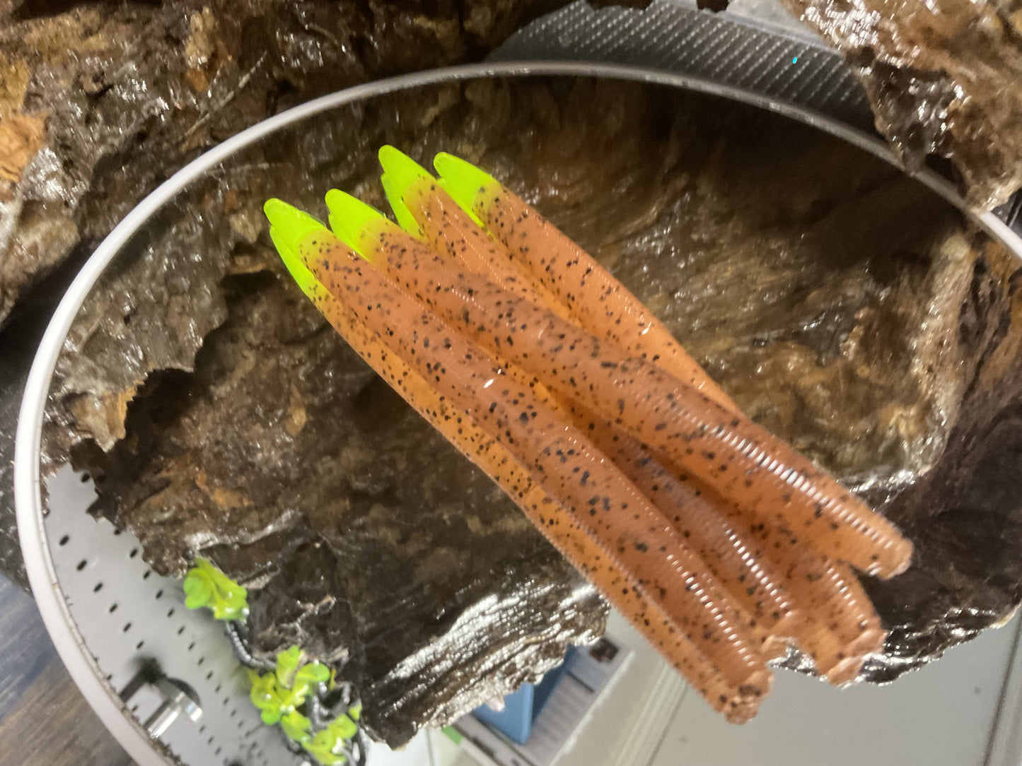 Pumpkin Seed / Chartreuse Tail