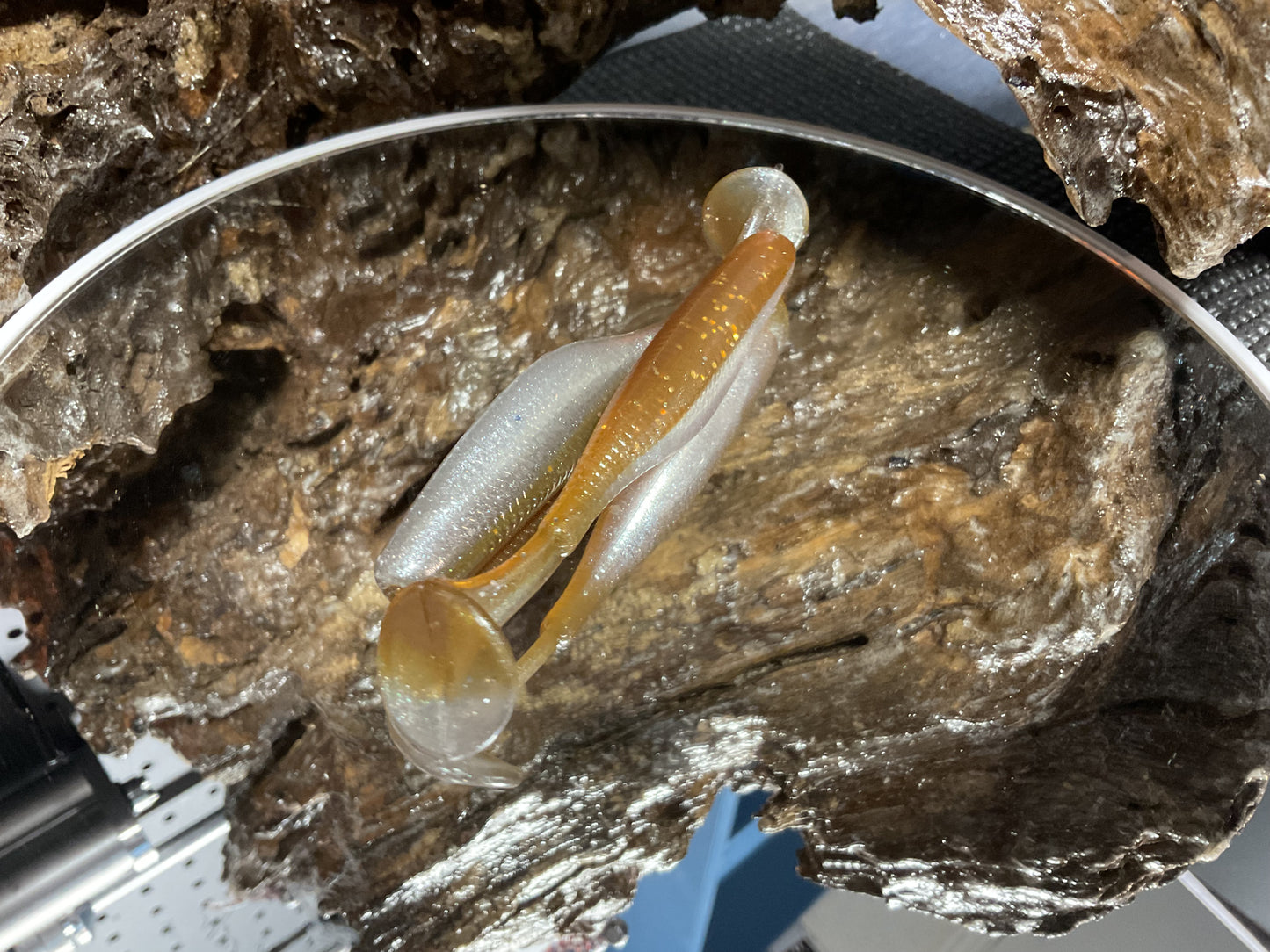 Tennessee Shad