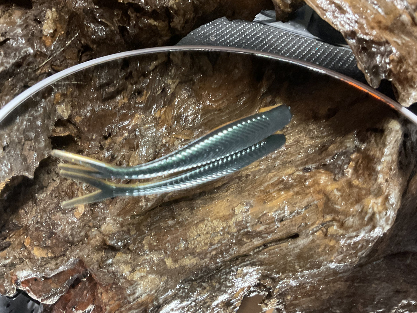 Emerald Gold Shad