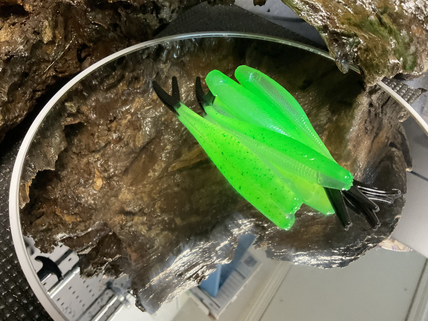 Alien Shine / Black Tail