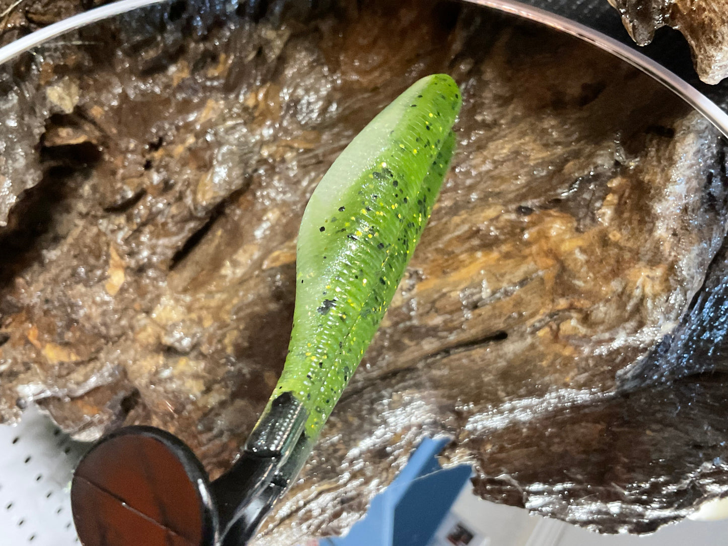 Baby Bass