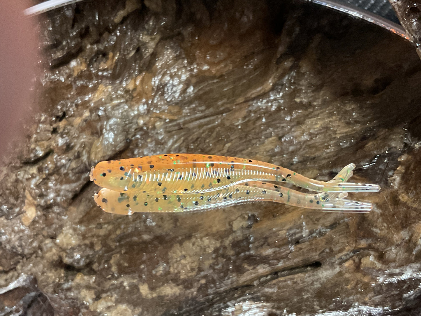 Grasshopper