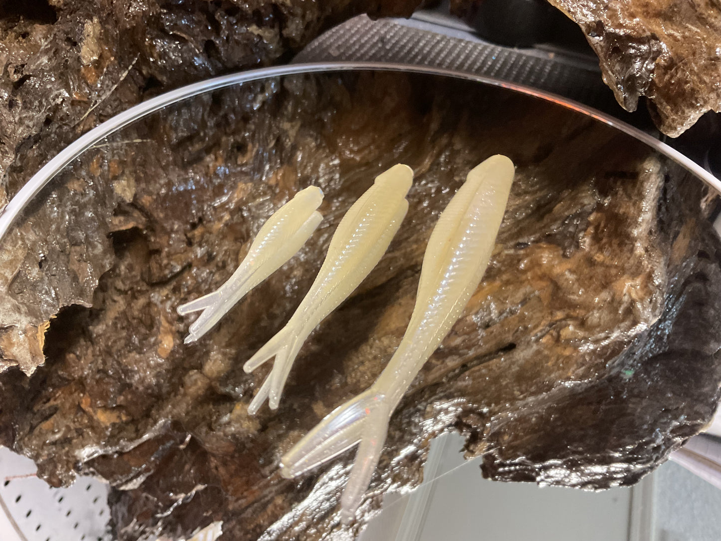 Cal Threadfin Shad