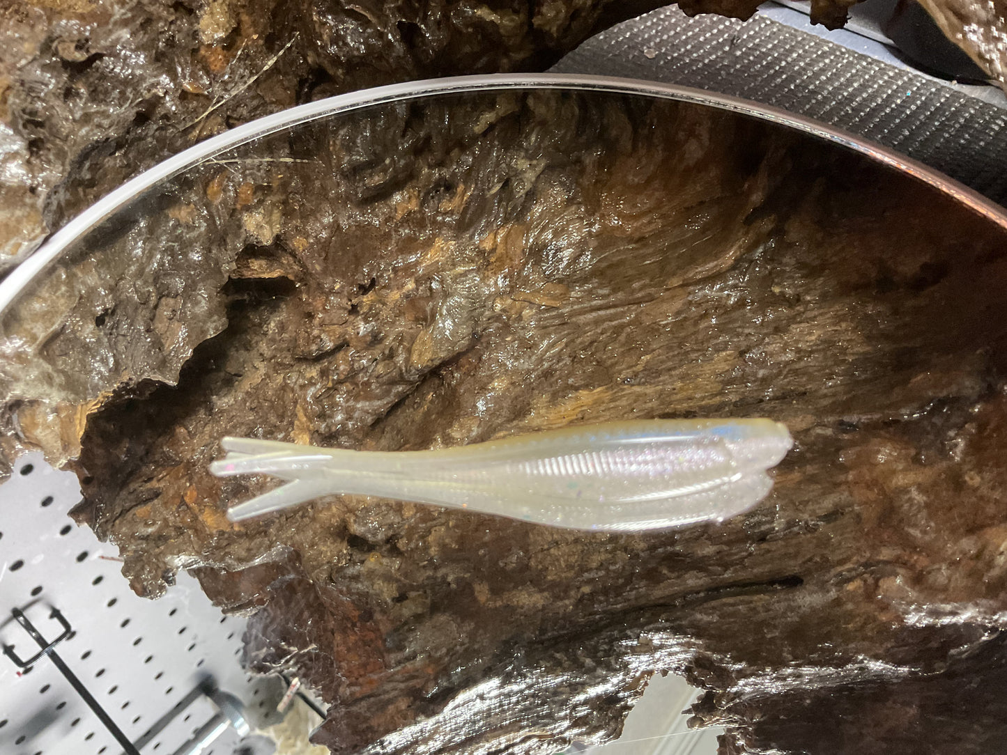 Cal Threadfin Shad