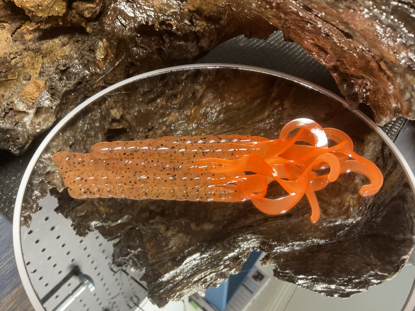 Pumpkin Seed - Orange Tail