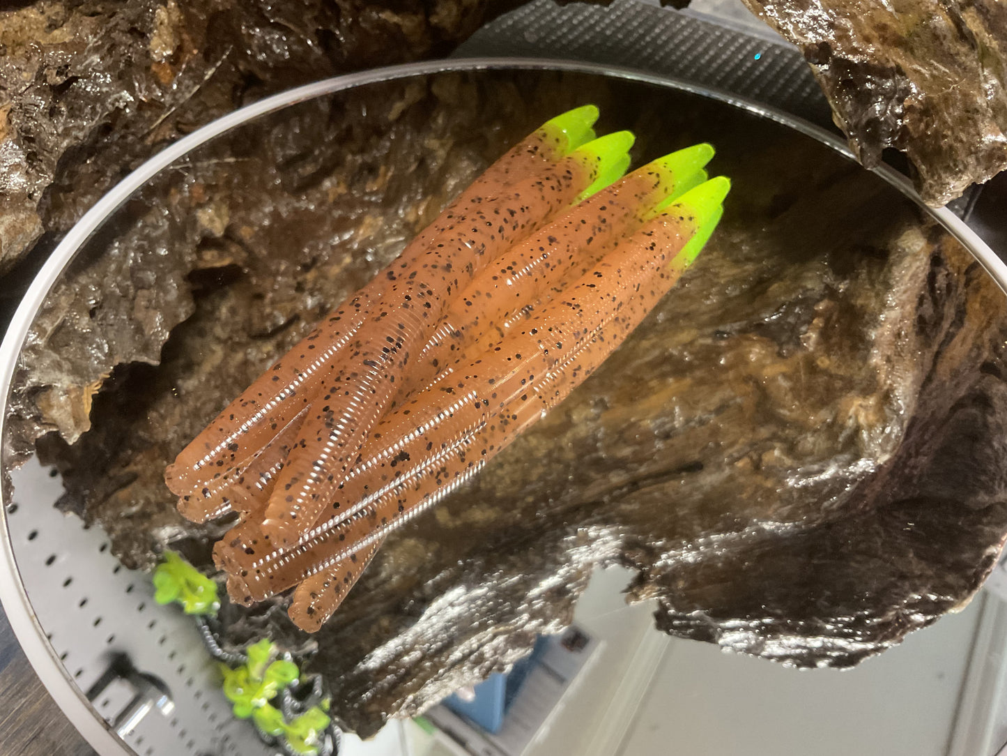 Pumpkin Seed / Chartreuse Tail