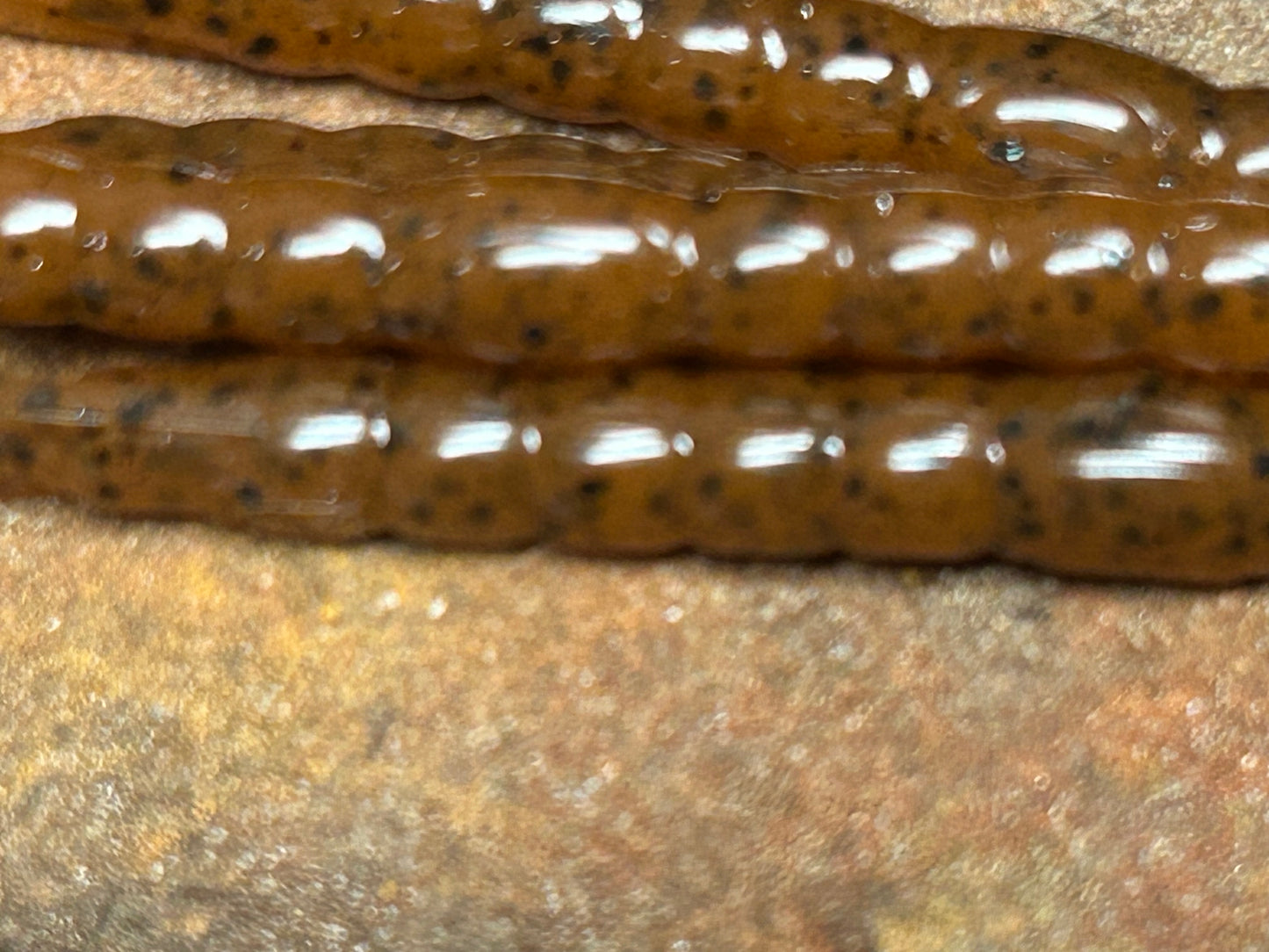 North Carolina  Pumpkin Seed