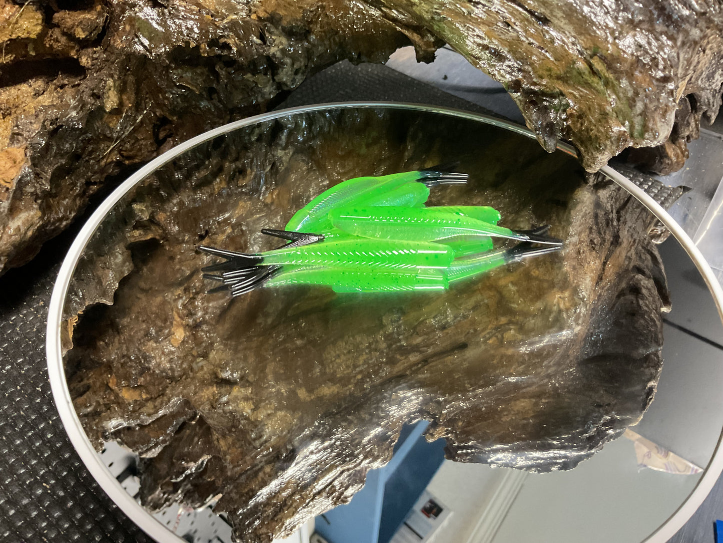 Alien Shine / Black Tail