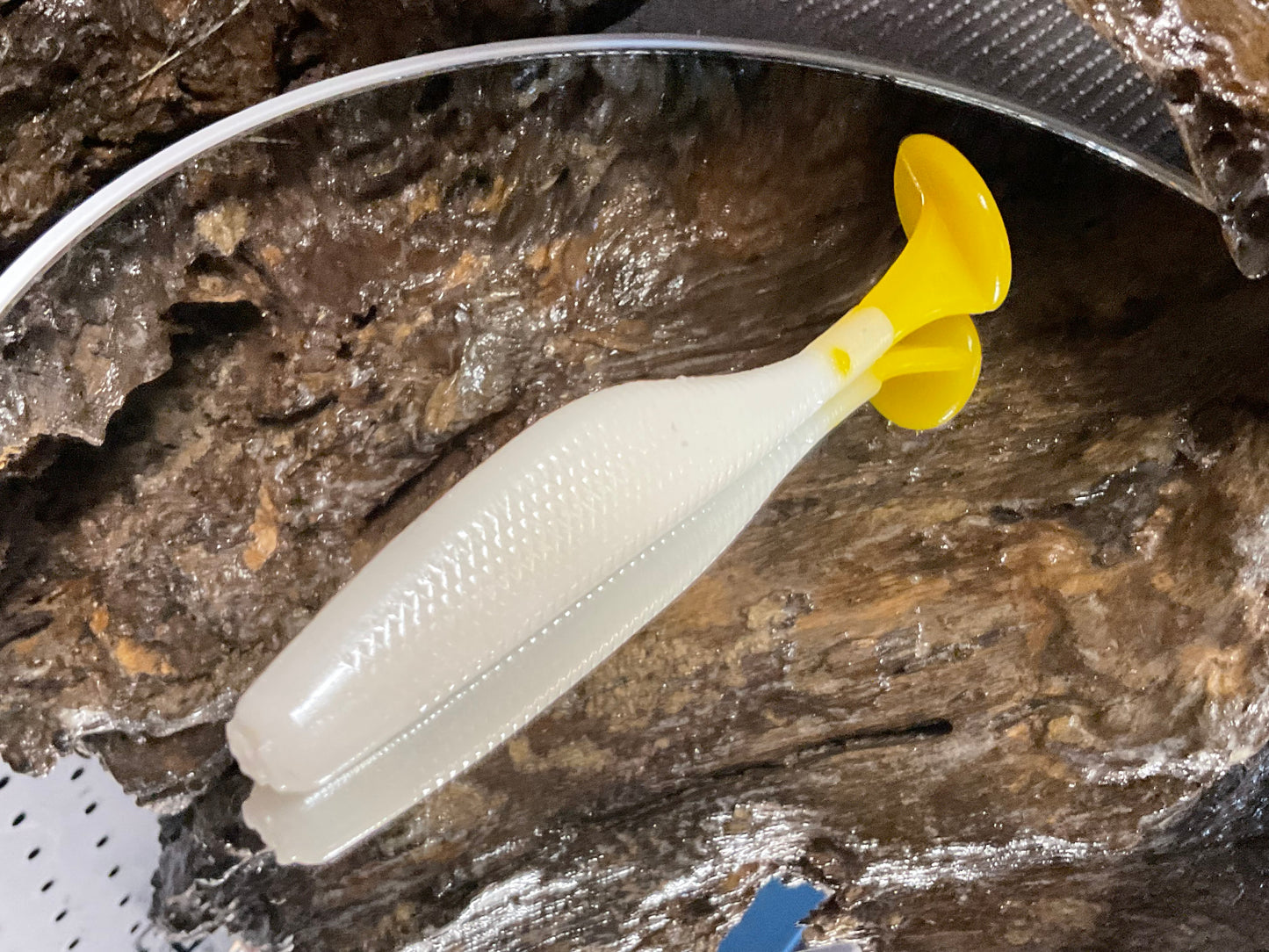 White / Yellow Tail