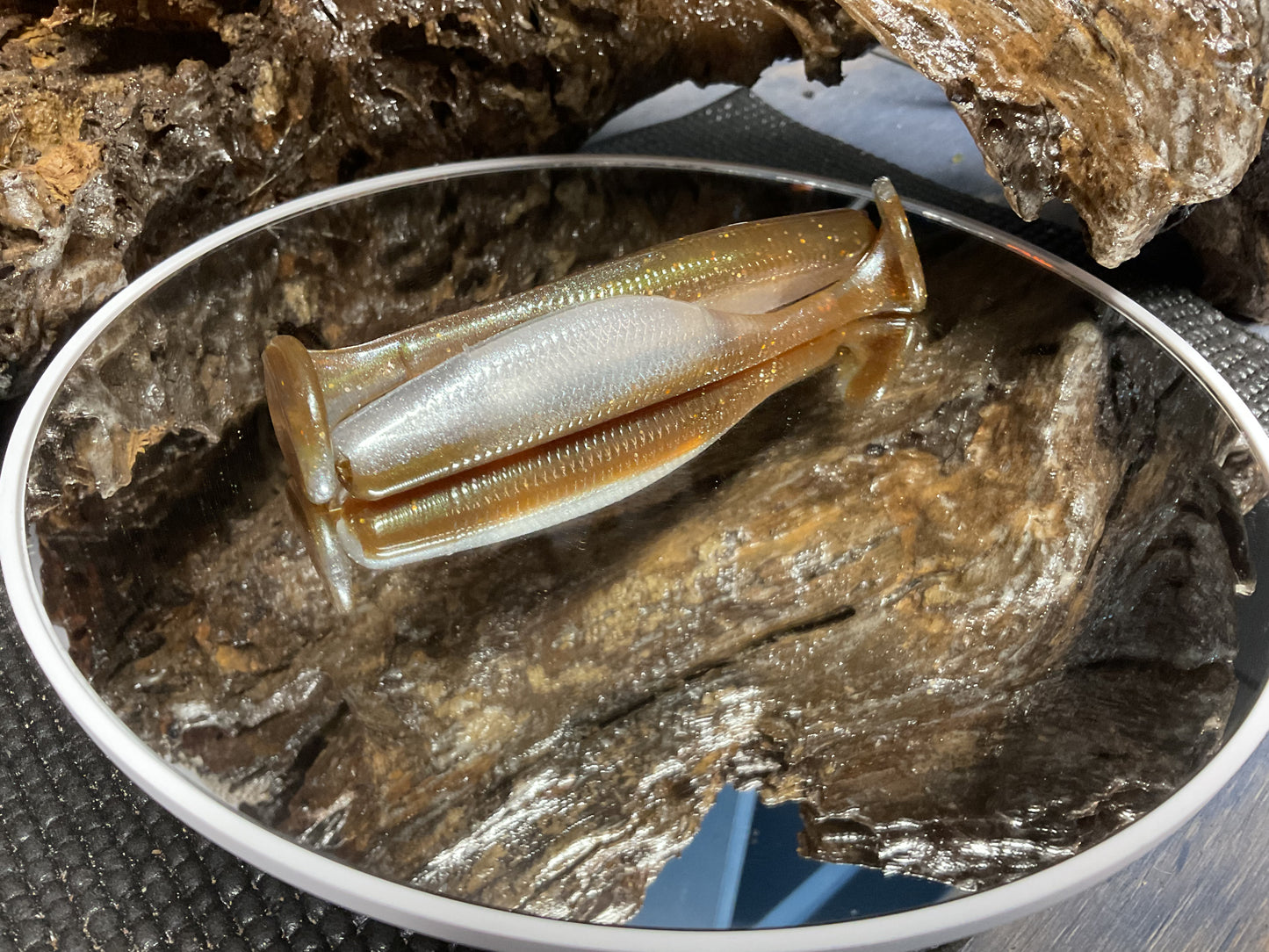 Tennessee Shad