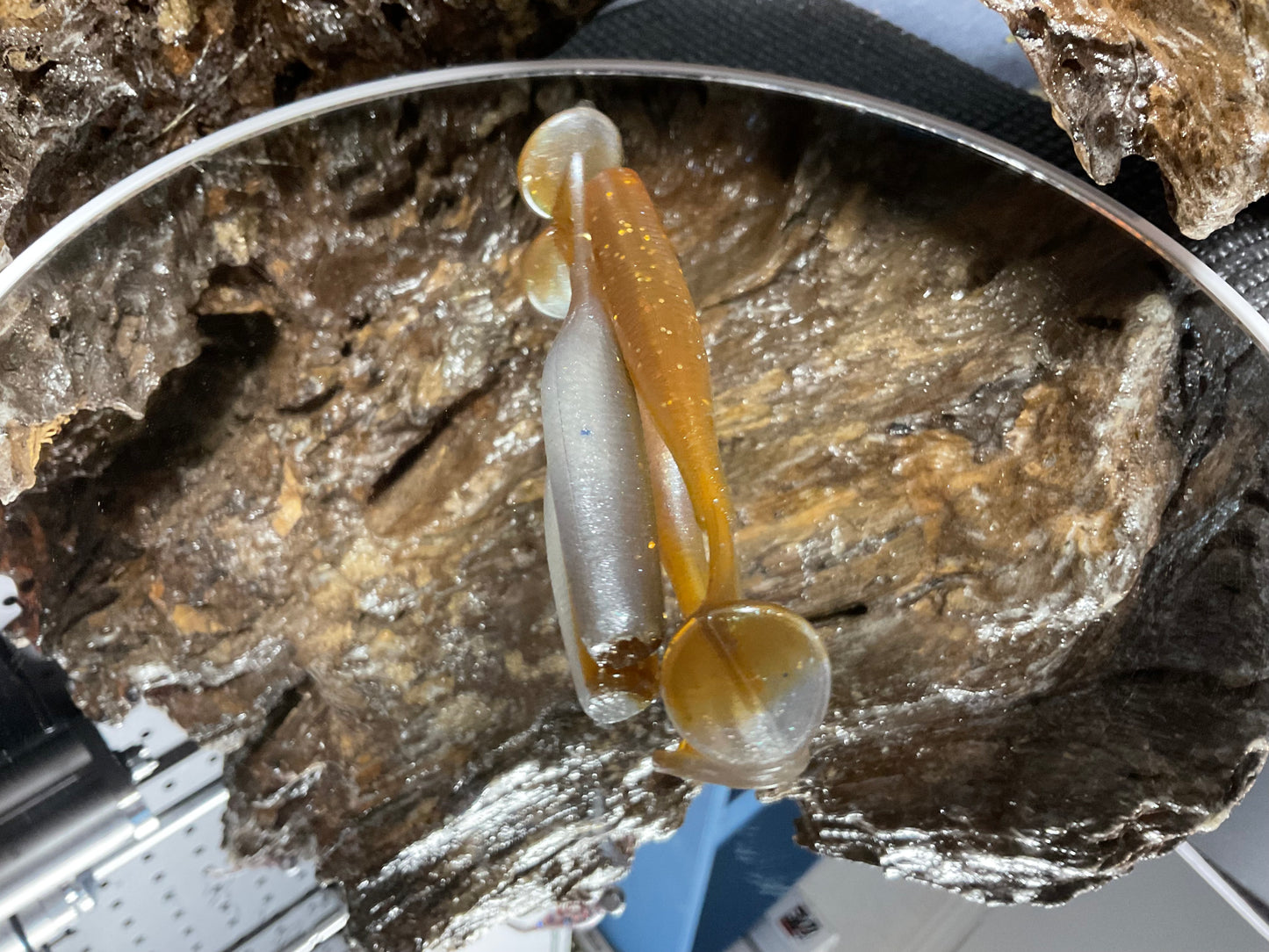 Tennessee Shad