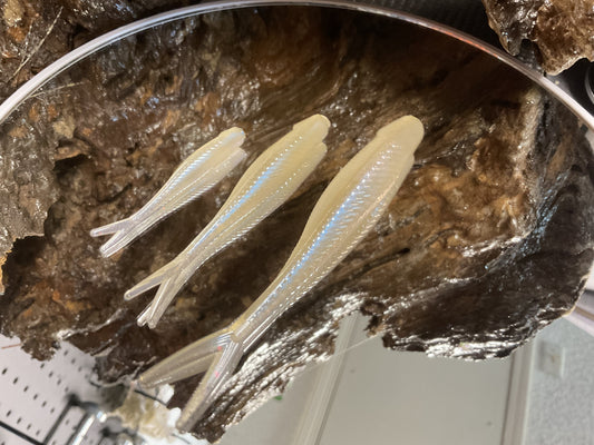 Cal Threadfin Shad