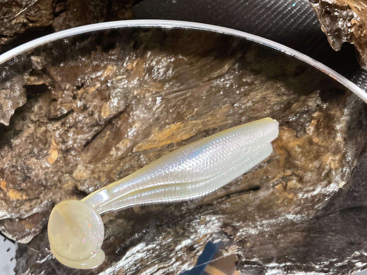 Cal Threadfin Shad