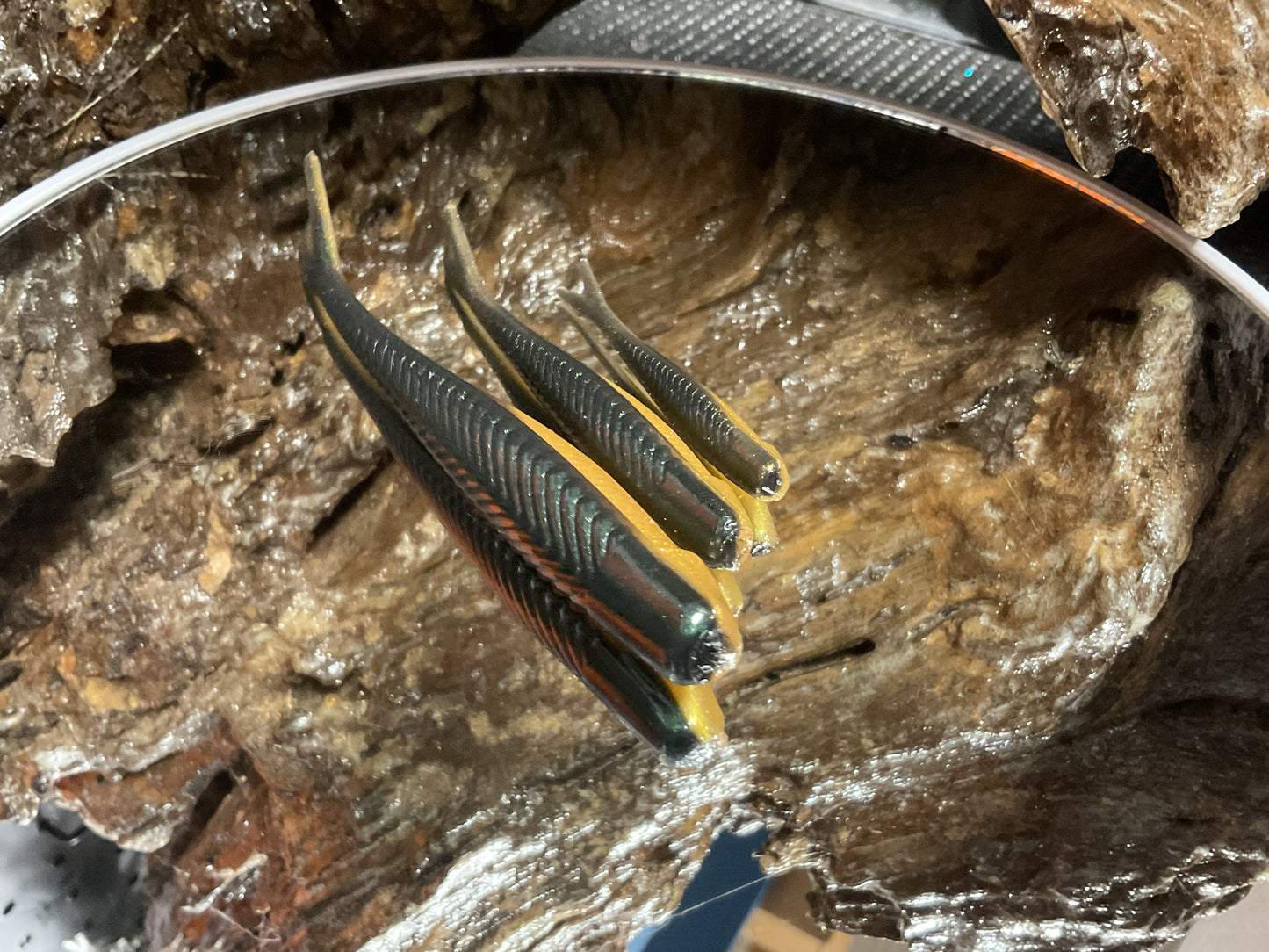 Emerald Gold Shad