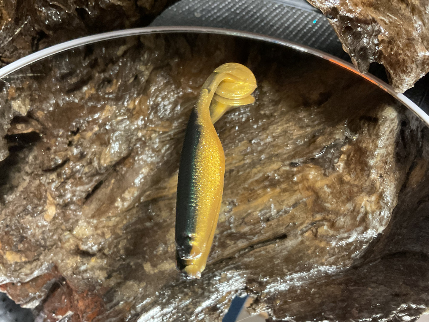 Emerald Gold Shad