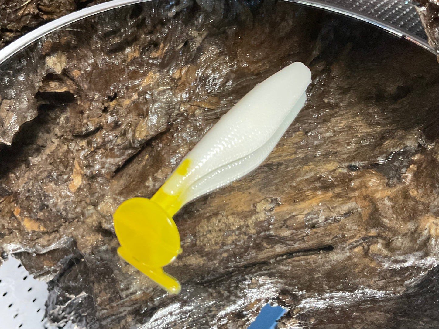 White / Yellow Tail