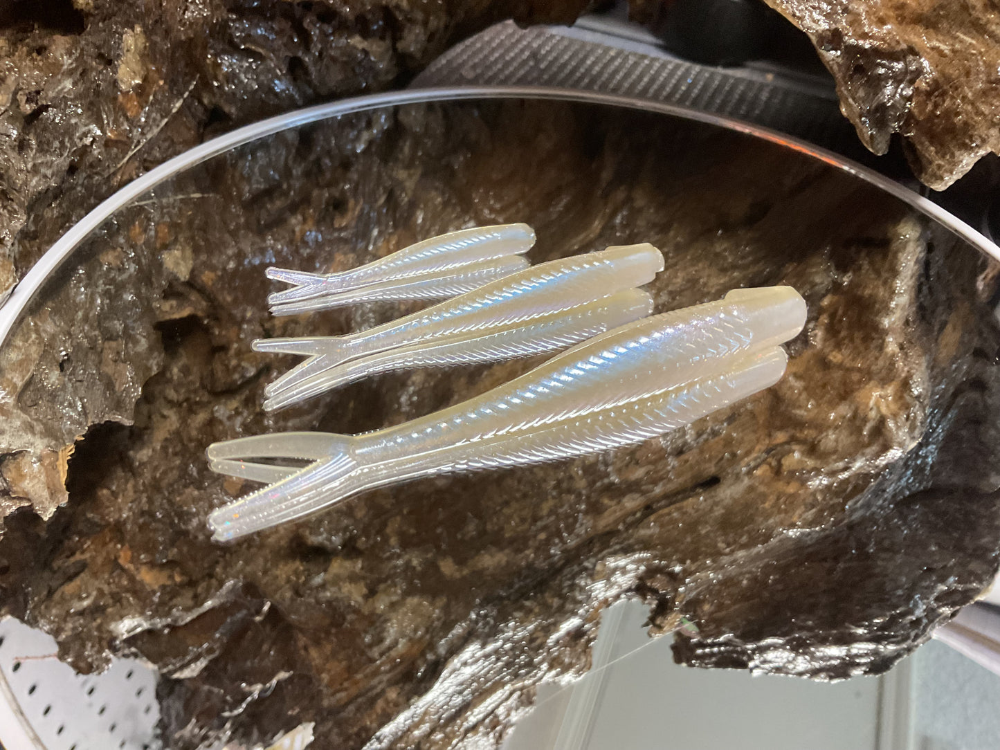 Cal Threadfin Shad