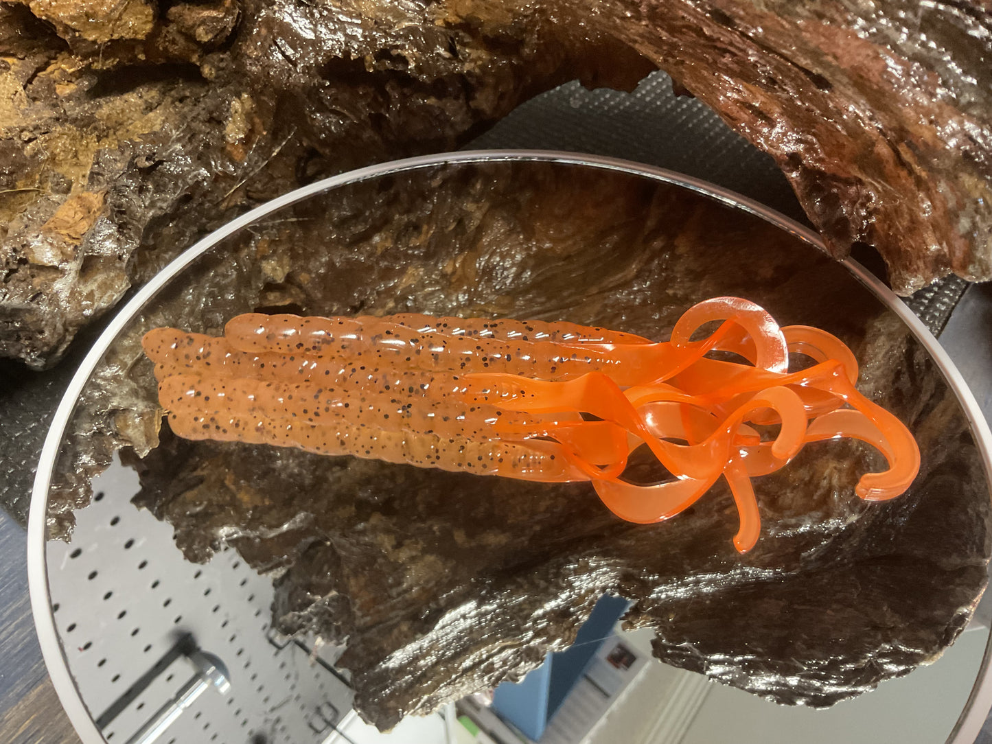 Pumpkin Seed - Orange Tail