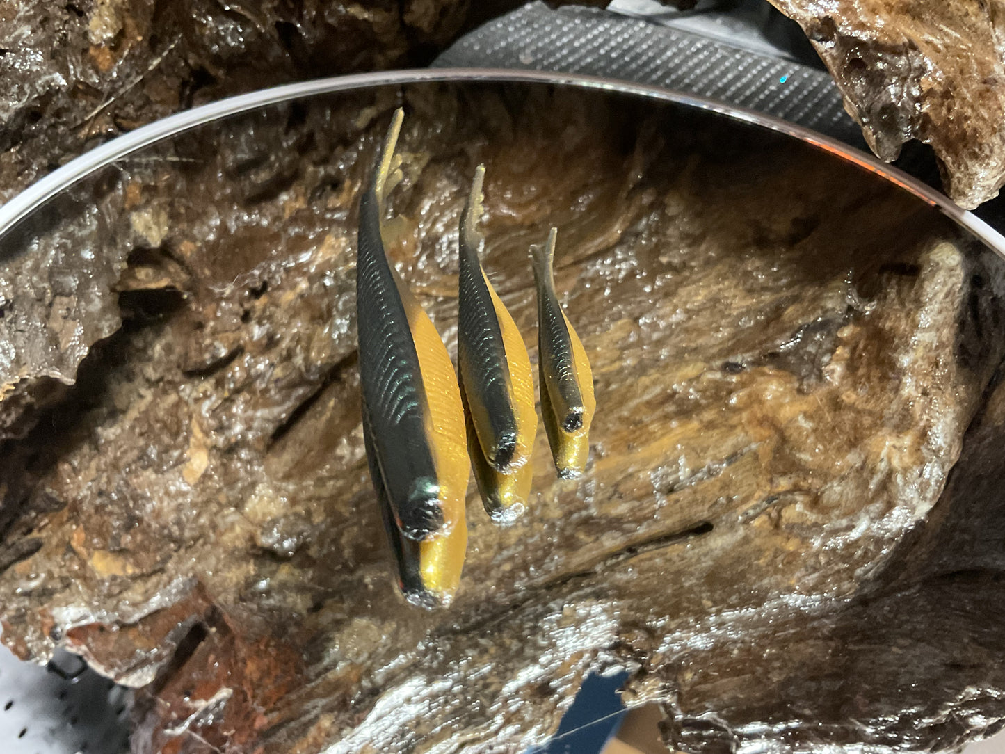 Emerald Gold Shad