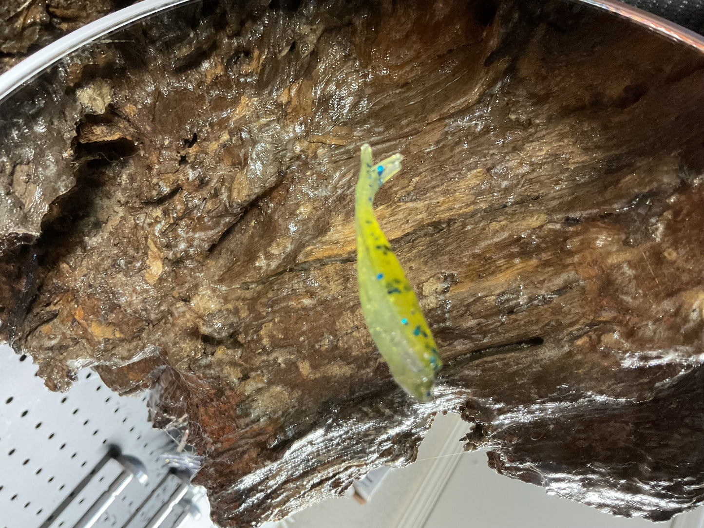 Green Pumpkin - Blue Shad