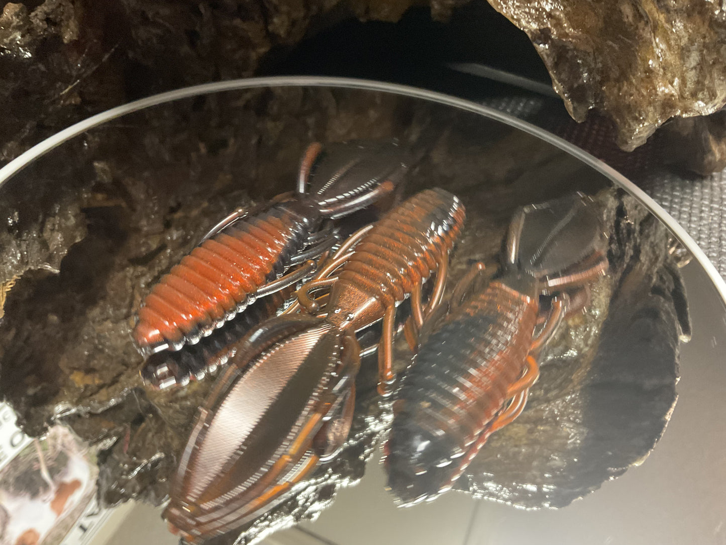 Moccasin Swamp Bug