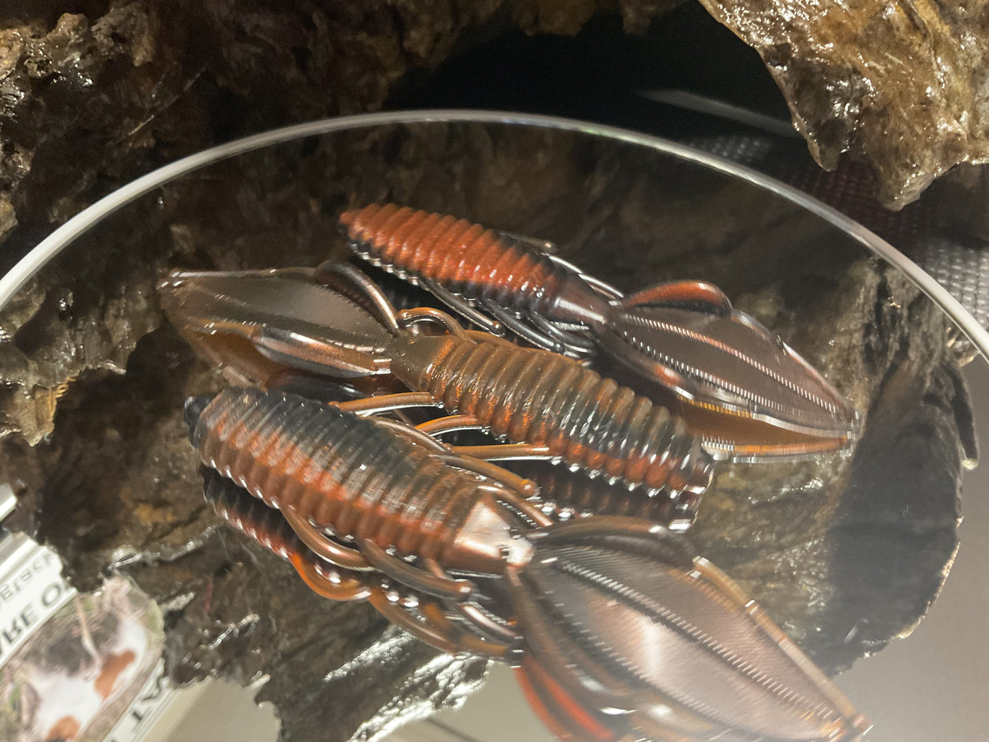 Moccasin Swamp Bug