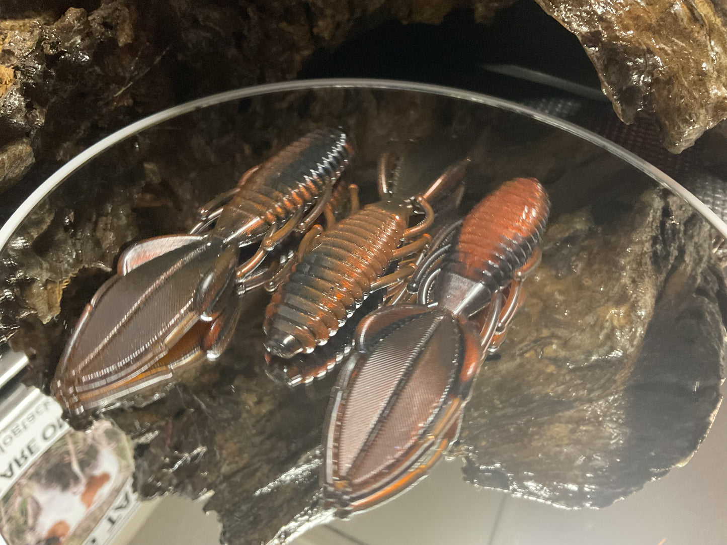 Moccasin Swamp Bug