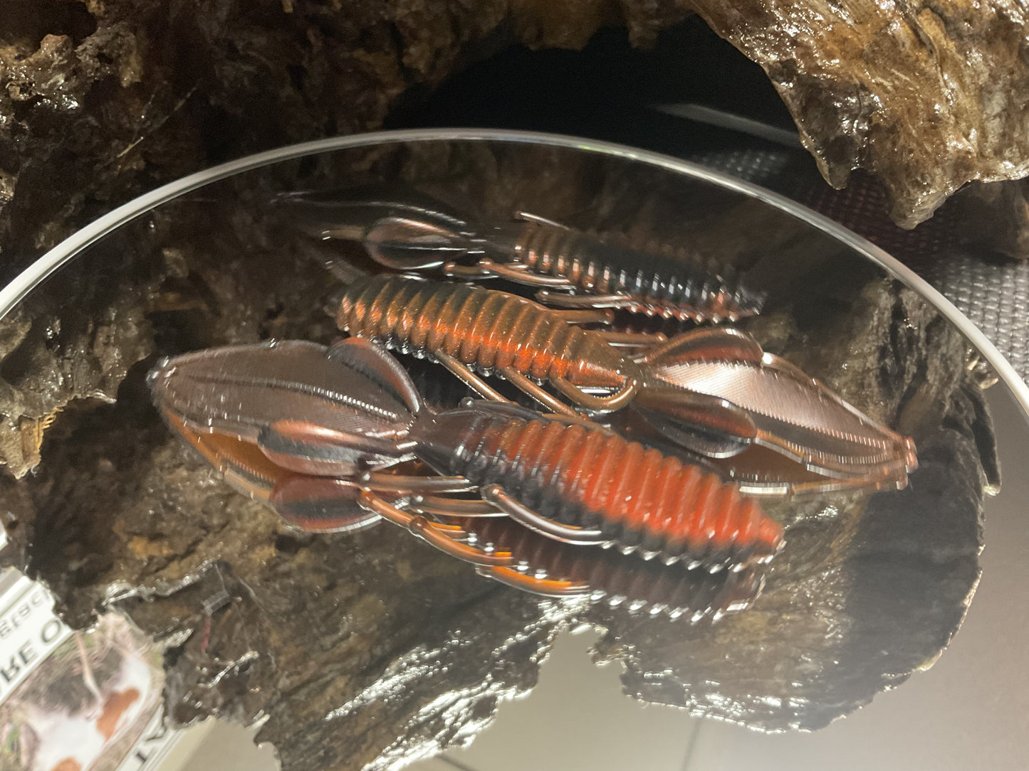 Moccasin Swamp Bug