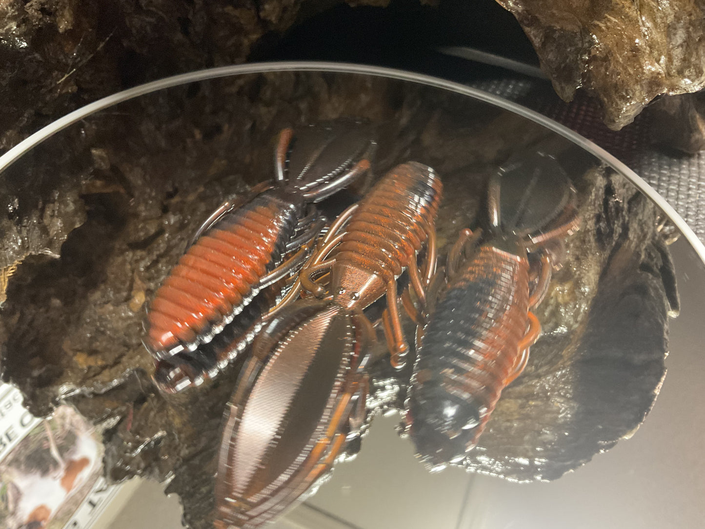 Moccasin Swamp Bug