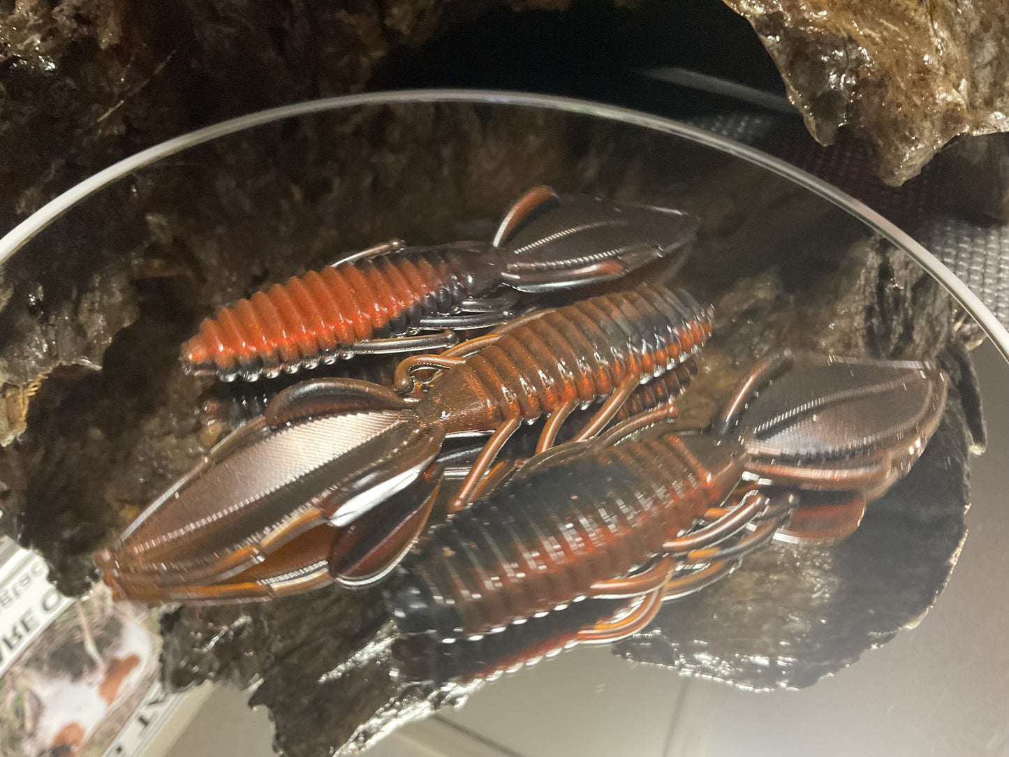 Moccasin Swamp Bug