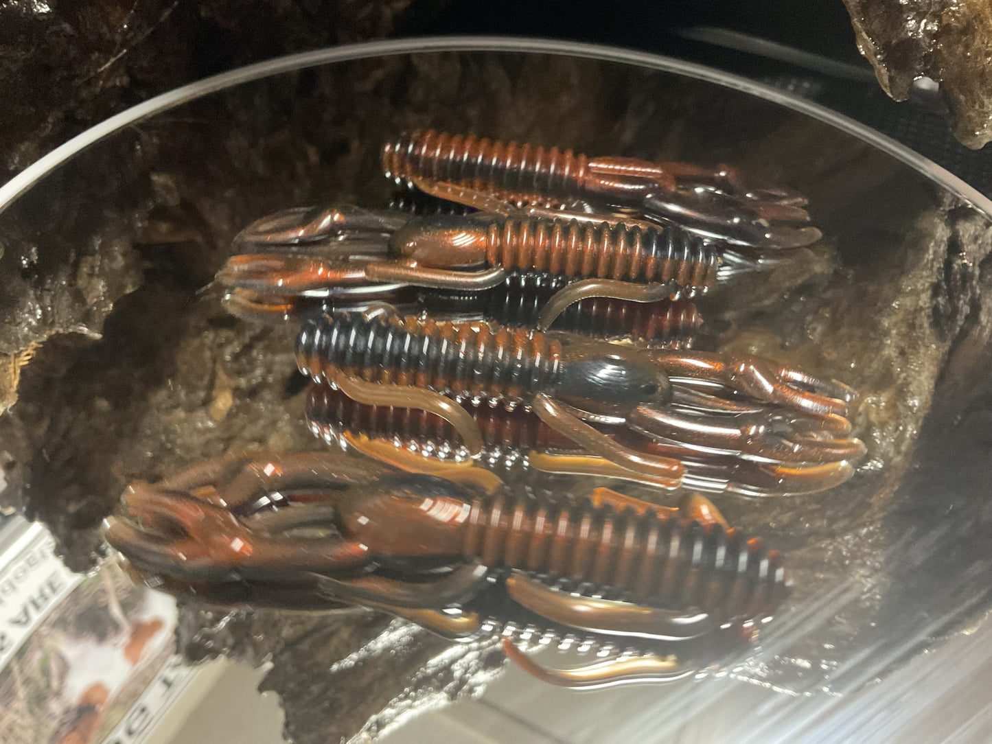 Moccasin Swamp Bug