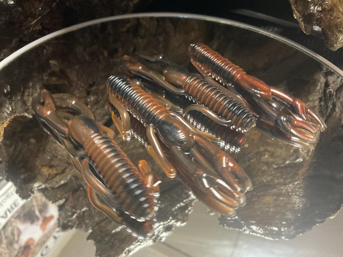 Moccasin Swamp Bug