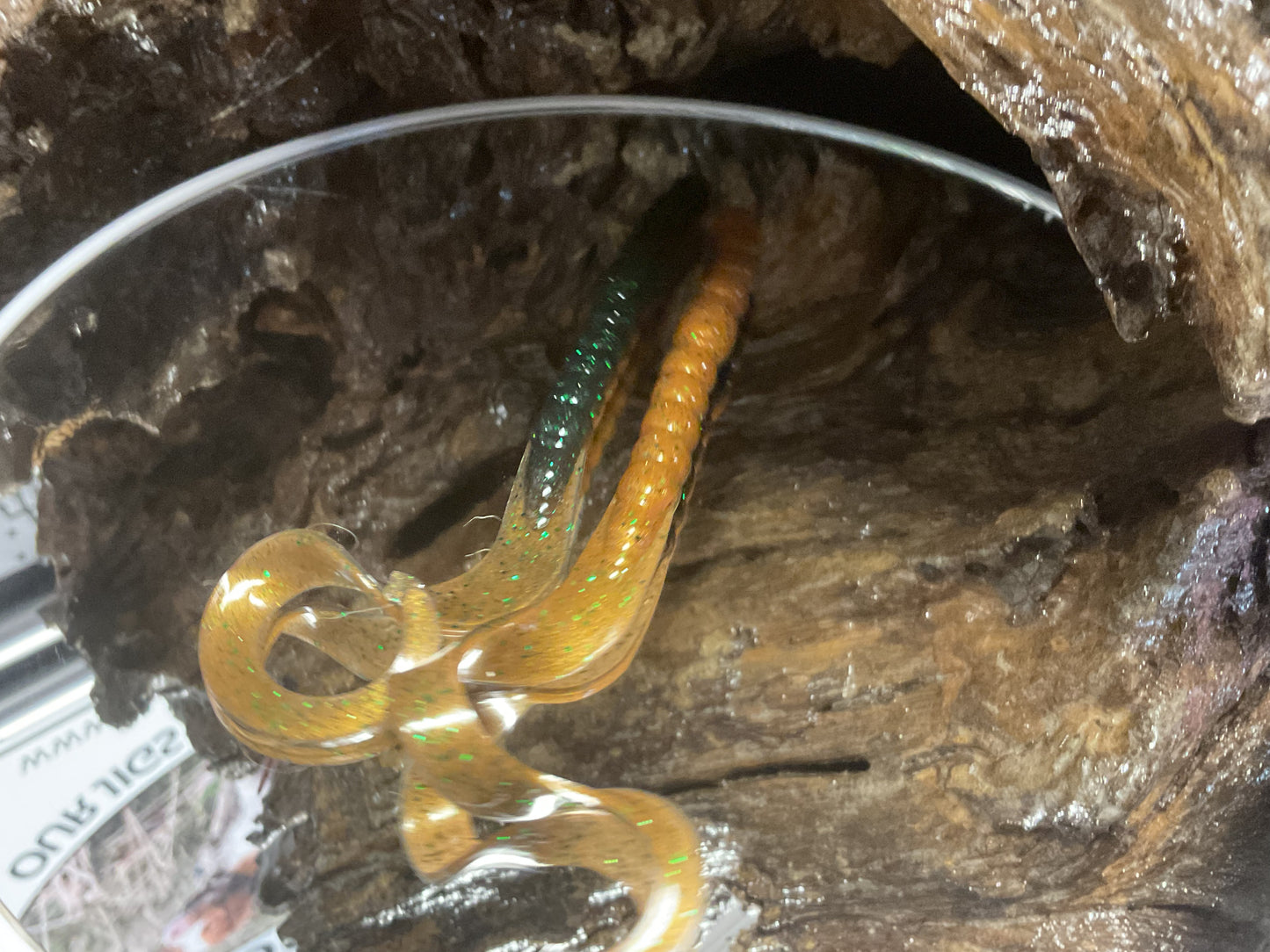Craw Daddy Green